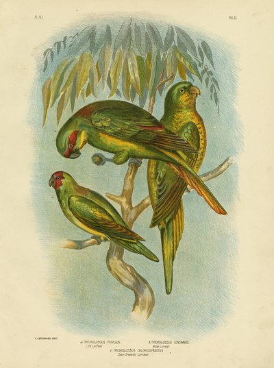 Scaly-Breasted Lorikeet, 1891 by Gracius Broinowski